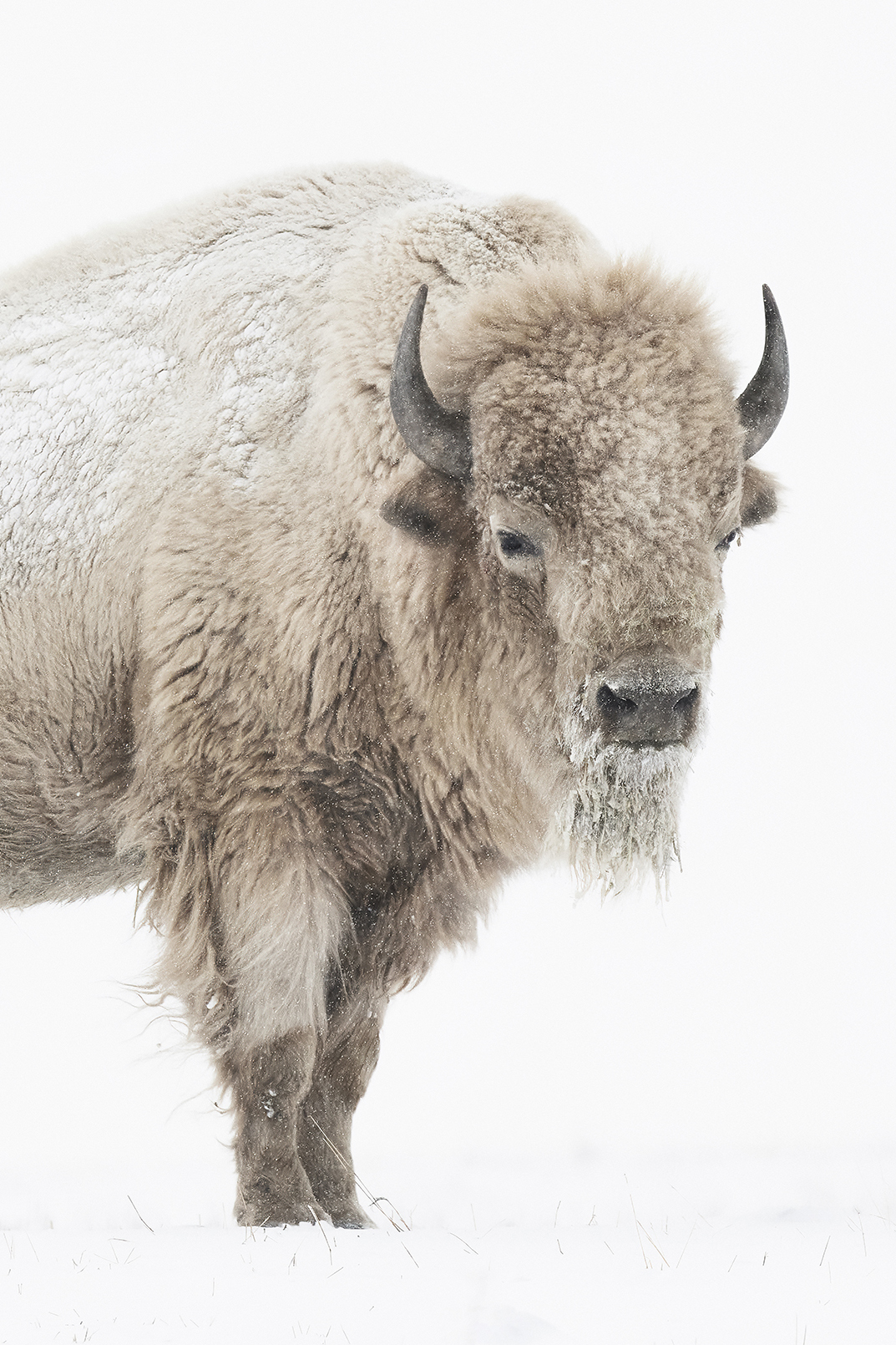 Big Medicine Vertical 2-3