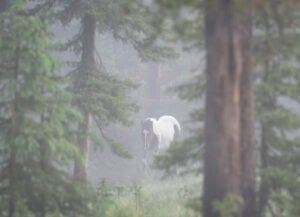 Misty Ridge