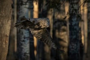 Silent Flight