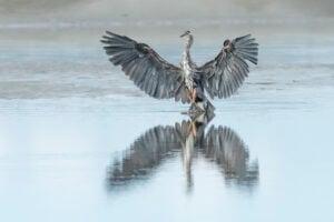 The Heron Dance