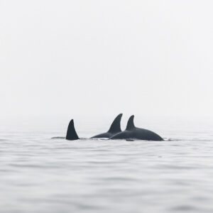 Orcas - Active Pass